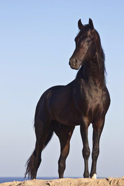 Arquétipo do Cavalo
