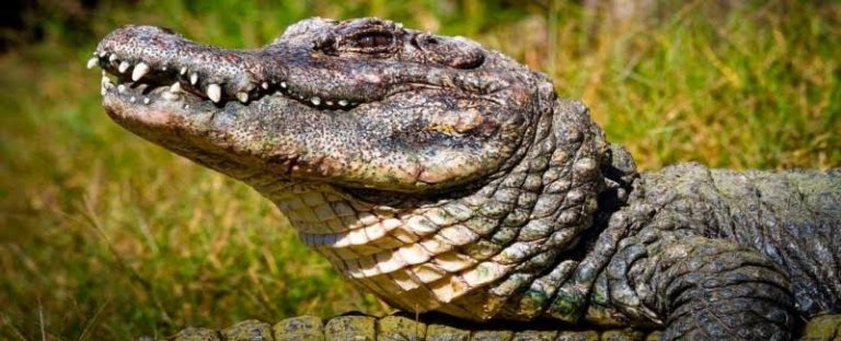 Arquétipo do Crocodilo