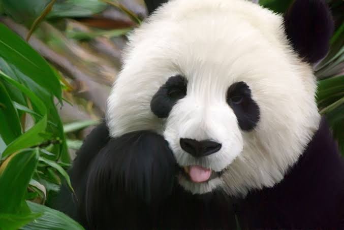 Arquétipo do Panda