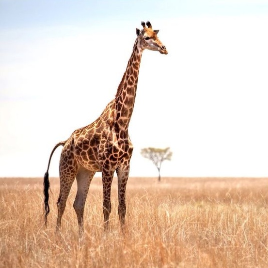 Arquétipo da Girafa